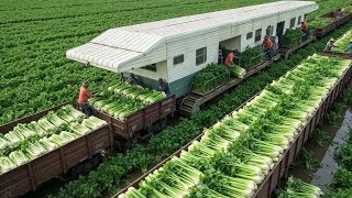 World  Modern Agriculture Equipment and Cut Machine Flower Tulips