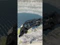 Bus vs Lava pit #shots #beamngdrive #beamng #gaming