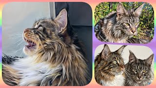 🌟🐾 Top10 Week 15 - Maine Coon Showtime! Your Ranking of Shorts with Sherkan & Shippie! 🐾🌟 135 by Maine Coon Cats TV 313 views 3 weeks ago 2 minutes, 38 seconds