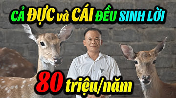 Thật Không Ngờ, Nuôi Hươu Sao Nga Cả Con Cái Và Con Đực Đều Sinh Lời
