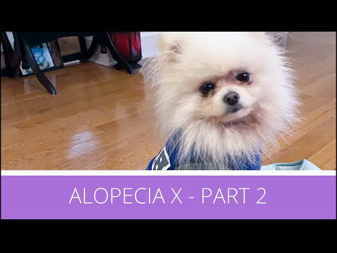 Treating Alopecia X in Pomeranians