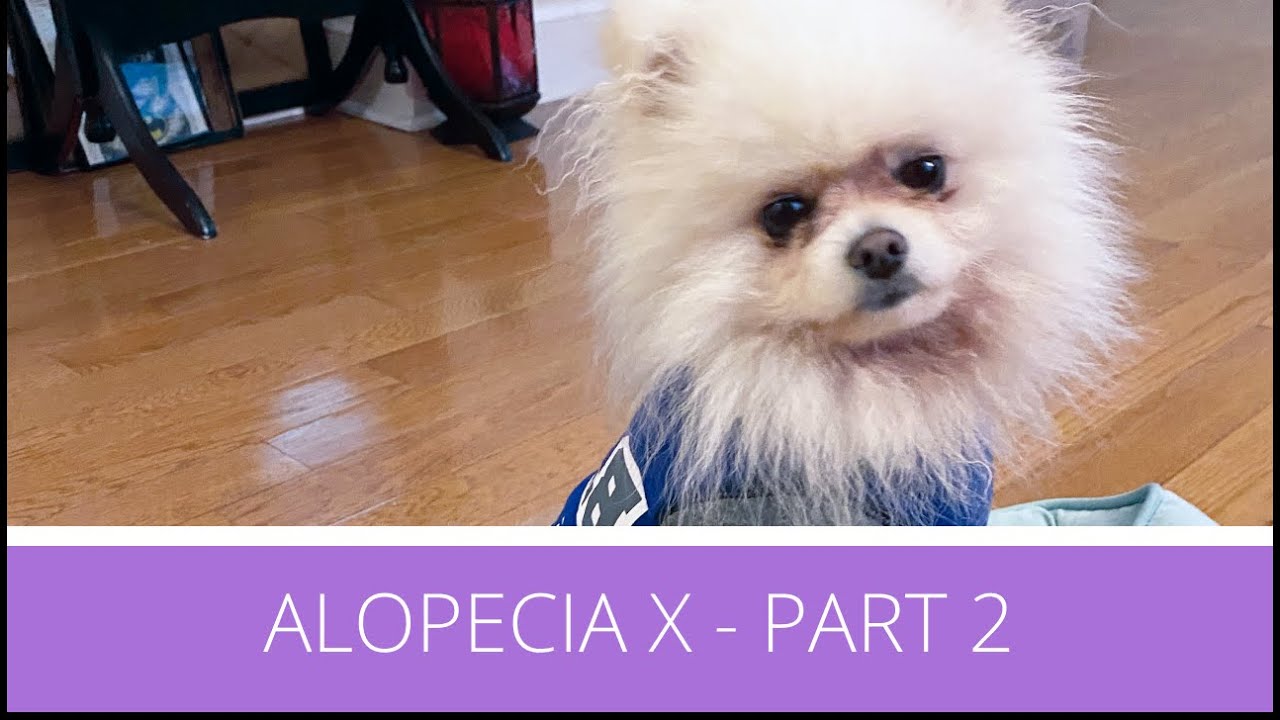 Treating Alopecia X in Pomeranians - YouTube
