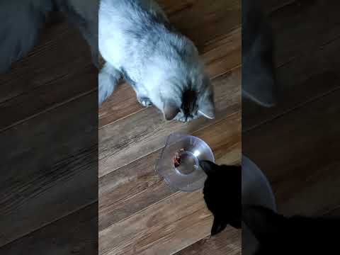Котики едят из