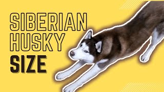 How BIG is a Husky? Siberian Husky Dog Size