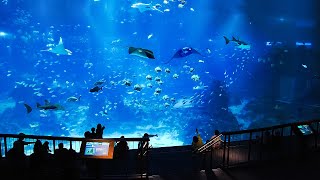 World’s largest aquarium. SEA Aquarium Singapore. #singapore #aquarium #shark