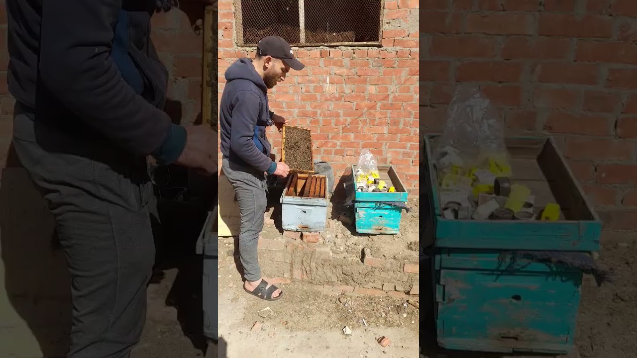 # افضل ميعاد لتغيير  سلاله النحل #واختيار  مواصفاتها