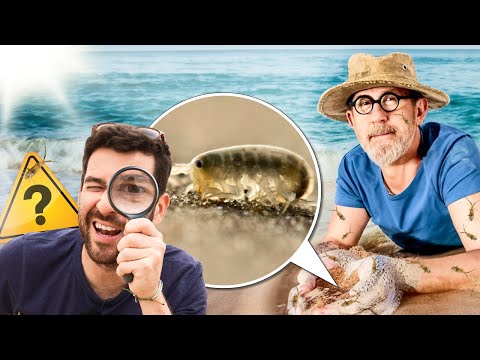 Vidéo: Plage signifie-t-il plage ?