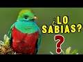 10 Datos Sorprendentes Del QUETZAL ¡Que no Sabias! | CURIOSIDADES