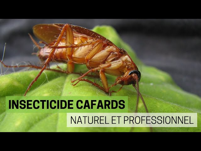 Insecticide naturel et professionnel 🦗 contre les cafards 