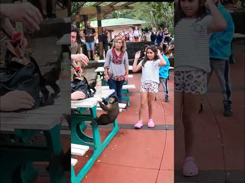 YouTube player