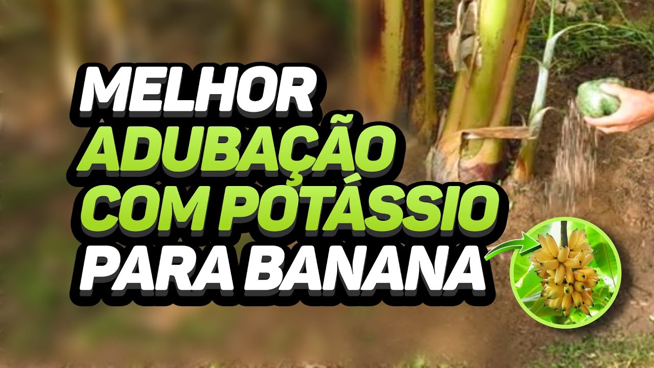 MELHOR ADUBAÇÃO COM POTÁSSIO PARA A BANANA