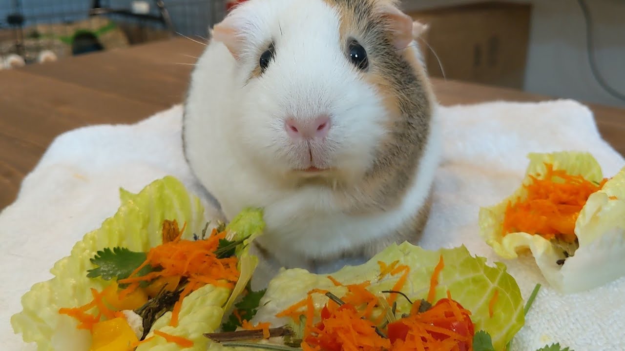 Daily Veggie Snack Recipe For Guinea Pigs Reference: Veggie Taco Recipe For Guinea Pigs