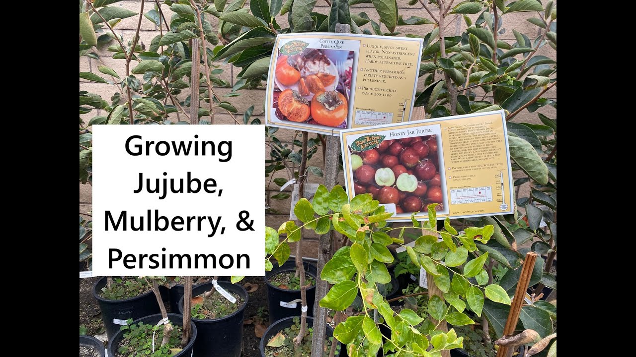 Growing Jujube, Mulberry, & Persimmon