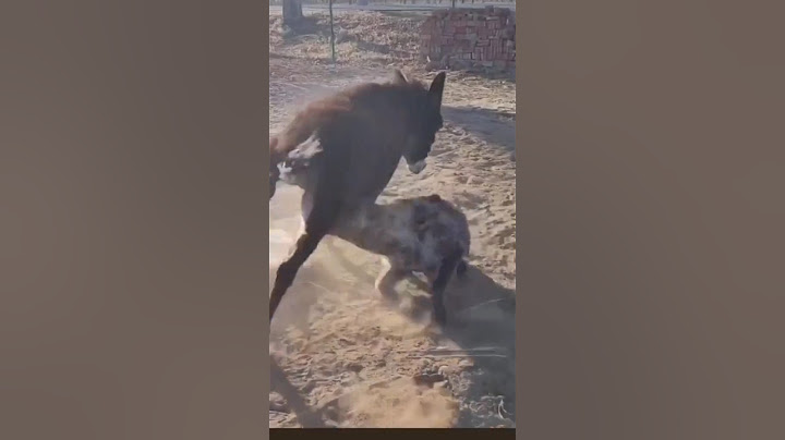 Ov və ovçu hər an dəyişə bilər... #animals #shorts
