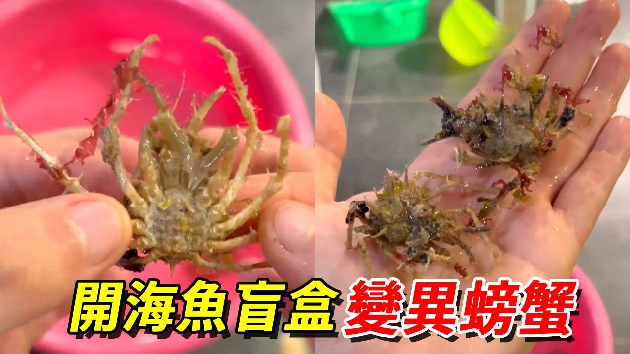 開海魚盲盒！這倆神秘變異螃蟹究竟是什麼玩意？這也太可怕啦【王小怪】