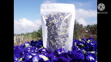 Sự Thật Về Tác Dụng thần kỳ  Của Hoa Đậu Biếc chữa được bệnh ung thư @Thanh đồng vlog