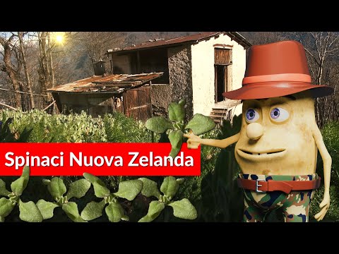 Video: Spinaci Della Nuova Zelanda