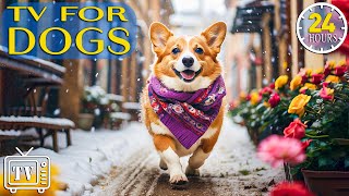 24 Hours Best Fun & TV for Dogs | Prevent Boredom and Anxiety with Movies for Dogs + Music for Dogs