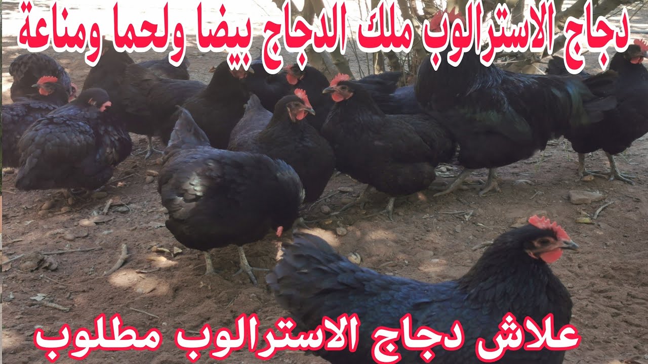 دجاج الاسترالوب ملك الدجاج بيضا ولحما ومناعة وسهولة في التربية دخل وشوف وحكم