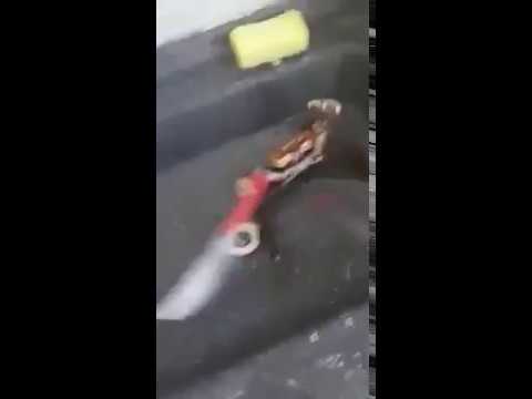 Caranguejo empunha faca e luta por sua vida numa cozinha