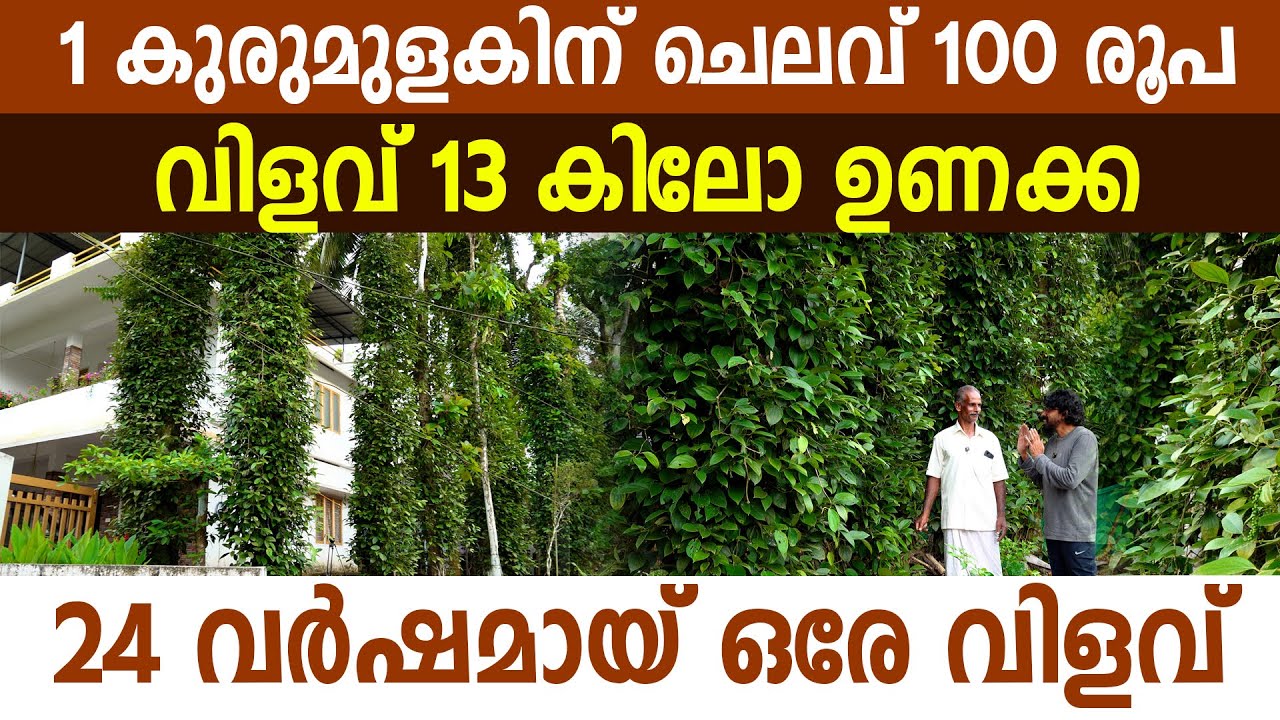 വെറും 10 കുരുമുളക് ചെടിയിൽ നിന്ന് 130 കിലോ ഉണക്ക കുരുമുളക് I Karimunda Black Pepper I