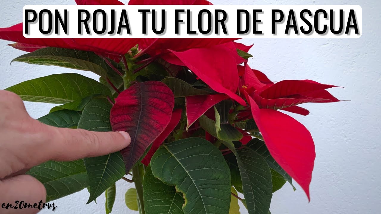 Cómo PONER ROJA LA FLOR DE PASCUA / NOCHEBUENA / POINSETTIA / ESTRELLA FEDERAL: fase 3 || en20metros