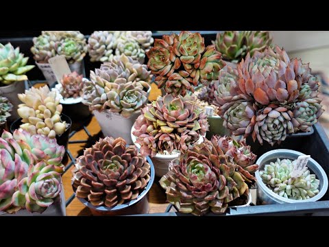 How To Separate Succulent Clusters To Propagate Fast