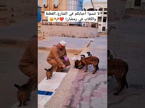 متنسوش حبايبكم في الشارع بأي طعام مش محتاجينه ي طعم القطط والكلاب الضالة في رمضان