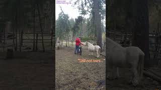 Fionn: Introducing my eBike #horse #pony #minihorse #ebike #biktrix #equestrian