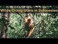 EINFACH UNGLAUBLICH - Orang Utans Trek in Bukit Lawang, Indonesien