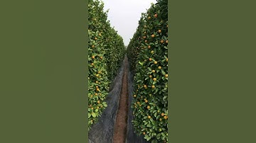 Quất quê hưng yên