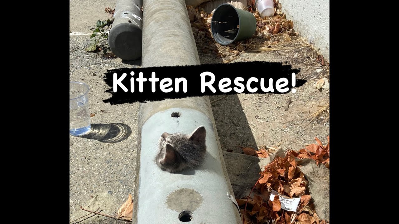 Stuck Kitten YouTube