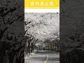 절정이라는 '벚꽃' 근황