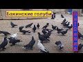 Бакинские голуби Гасанлы Рашада!