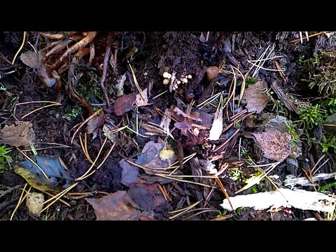 Пояснение к видео "Как быстро растут грибы..."
