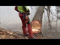 Kácení stromů za pomoci mechanického klínu/ new mechanic wedge/ práce v lese /MS 462 c