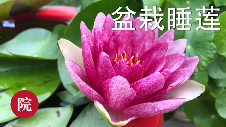 【彬彬有院】花•如何養睡蓮------家庭盆栽睡蓮 Water lily - 天天要聞