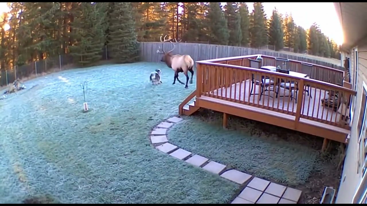 Sheepdog vs Giant Elk fight caught on CCTV camera.