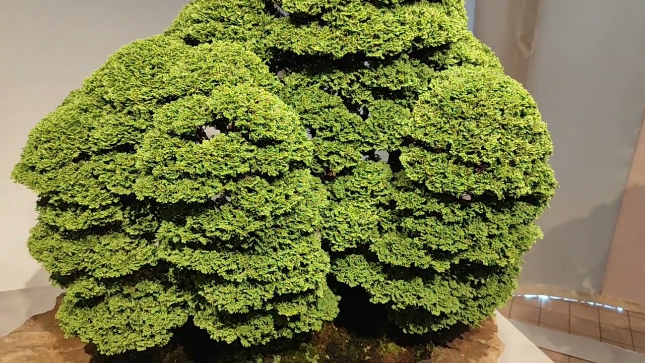 関西万博「BONSAI&NINGYO 伝統文化と暮らす街 さいたま市」イベント　埼玉盆栽の世界！　Expo2025 Bonsai From East Japan
