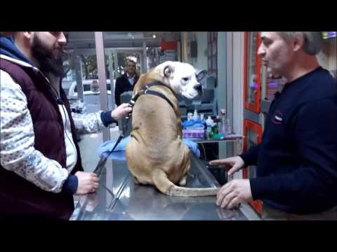 Video: Köpeklerde Mantar Enfeksiyonu (Blastomikoz)