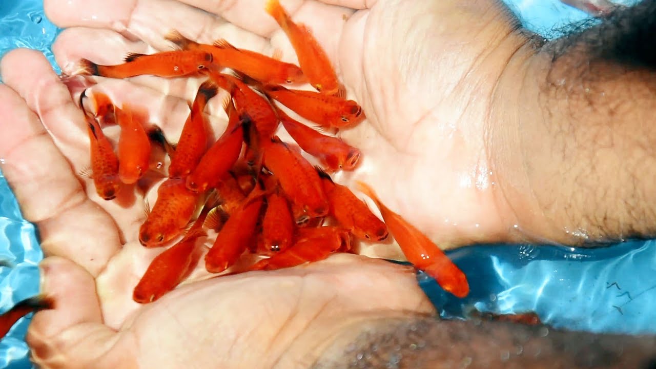 Beautiful plate fish