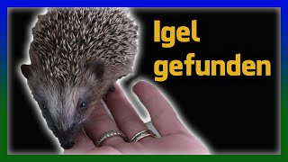 Igel gefunden   was tun