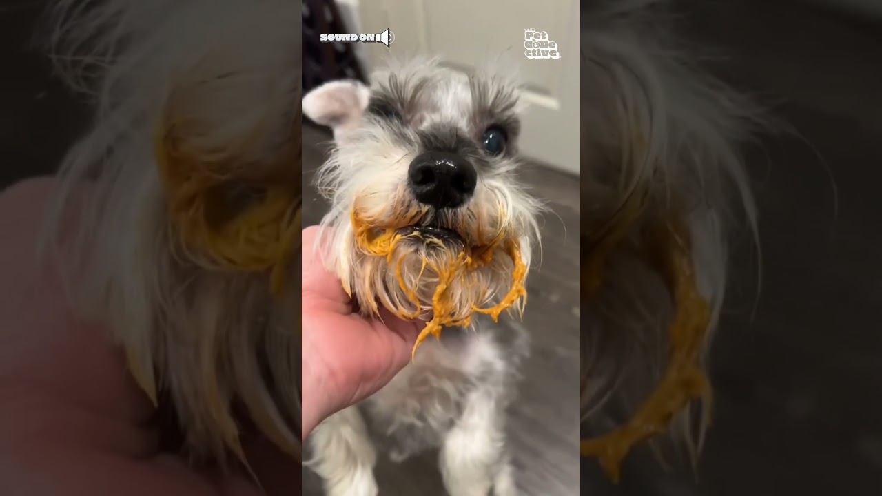 Dog Eats Pumpkin Pie Made For Thanksgiving