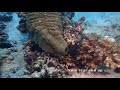 Spawning Sea cucumber