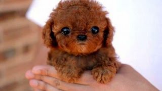 Slatki Štenci Psi Kompilacije 2015 - Video Zapisi Psa 2015-720P