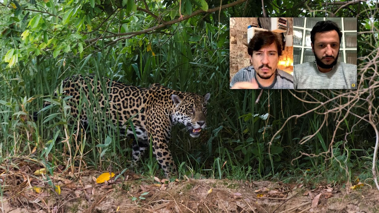 Sobrevivendo ao ATAQUE da Onça | Homem Foi Brutalmente Atacado Pela Fera do Pantanal