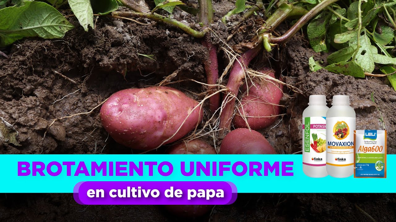 Logra mejor tamaño y peso en el cultivo de papa