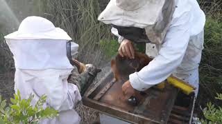 جني العسل الطبيعي 2020