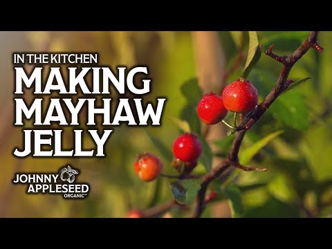 Video: Ano ang Mali sa Aking Mayhaw Tree – Mga Isyu sa Mayhaw At Ano ang Gagawin