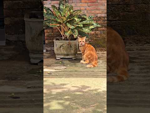 Cat behavior makes